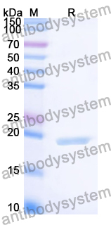 Recombinant Human NOX1 Protein, N-His