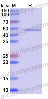 Recombinant Human LAMC3 Protein, N-GST