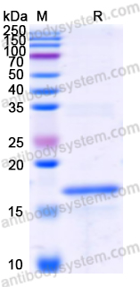 Recombinant Human LY96 Protein, N-His