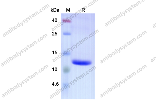Recombinant Mouse IGHE Protein, N-His