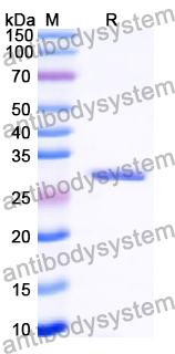 Recombinant Human IgG4 Protein, N-His