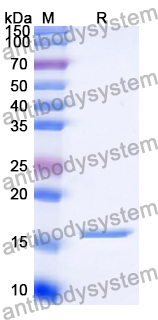 Recombinant Human CD369/CLEC7A Protein, N-His