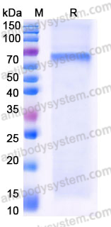 Recombinant Human XPNPEP3 Protein, N-His & C-His