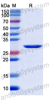 Recombinant Human ABCG4 Protein, N-His