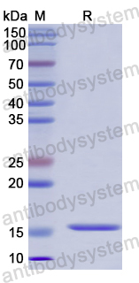 Recombinant Human POLR1H Protein, N-His