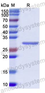 Recombinant Human BIN2 Protein, N-His