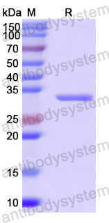 Recombinant Human PLVAP Protein, N-His