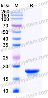 Recombinant Human BCL2L2 Protein, C-His
