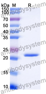 Recombinant Human ERVW-1/HERV-W-Env Protein, N-His
