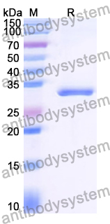 Recombinant Human EMC6/TMEM93 Protein, N-GST & C-His