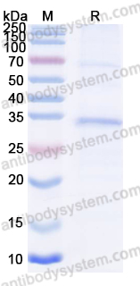 Recombinant Human FGF14 Protein, N-His