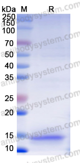 Recombinant Human TRGV9/Vγ 9(TCR) Protein, N-His