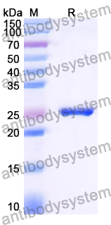 Recombinant Human VSIG4/CRIg Protein, N-His