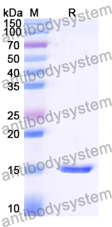 Recombinant Human KLRG1/CLEC15A Protein, N-His