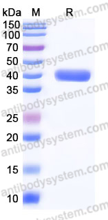 SDS-PAGE for Recombinant Human IDO2/INDOL1 Protein, C-His ?>
