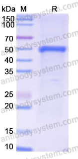 Recombinant Human TRIM33/TIF1-γ Protein, N-His