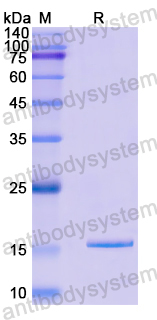 Recombinant Human GABARAPL1 Protein, N-His