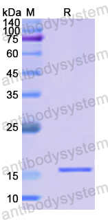 Recombinant Human MRPS18B Protein, N-His