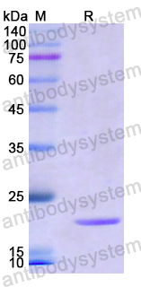 Recombinant Human GORASP2 Protein, N-His
