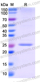Recombinant Human LIN28A Protein, N-His-SUMO & C-Strep