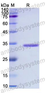 Recombinant Human BBC3 Protein, N-GST & C-His