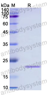 Recombinant Human PPARGC1A Protein, N-His