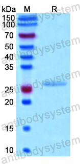 Recombinant Human CAVIN1 Protein, N-His-SUMO & C-Strep