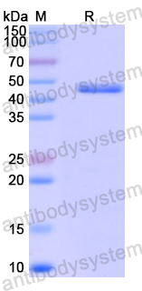 Recombinant Human MRPS27 Protein, N-His