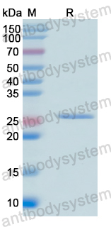 Recombinant Human MED15 Protein, N-His-SUMO & C-Strep