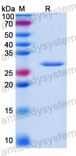 Recombinant Human BLOC1S6 Protein, N-His-SUMO & C-Strep