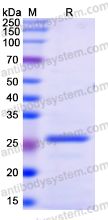 Recombinant Human ZC3HAV1 Protein, N-His