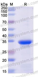 Recombinant Human RPTOR Protein, N-His