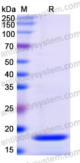 Recombinant Human PHB2 Protein, N-His