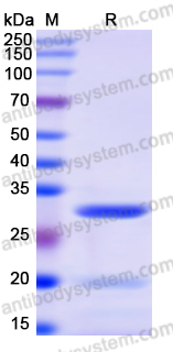 Recombinant Human CAVIN3 Protein, N-His-SUMO & C-Strep