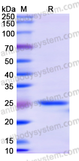 Recombinant Human ATG14 Protein, N-His