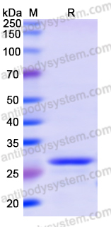 Recombinant Human FASTKD2 Protein, N-His