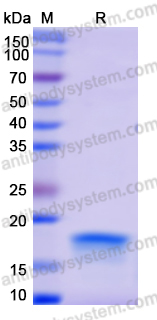 Recombinant Human TRDV2 Protein, C-Flag-His