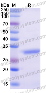 Recombinant Human GOLPH3 Protein, N-His