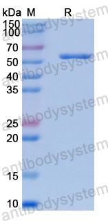 Recombinant Human MICAL1 Protein, N-His