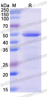 Recombinant Human RUVBL2 Protein, N-His