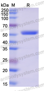 Recombinant Human AFG3L2 Protein, N-His