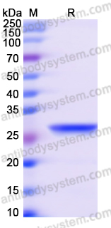 Recombinant Human DDX1 Protein, N-His
