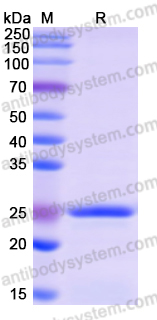 Recombinant Human NDUFA4L2 Protein, N-His-SUMO & C-Strep