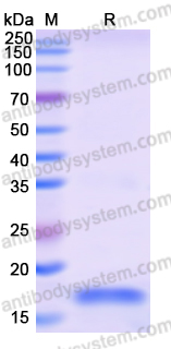 Recombinant Human MARCHF8 Protein, N-His