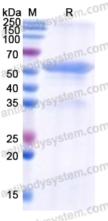 Recombinant Human ACO2 Protein, N-His