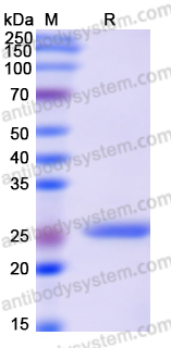 Recombinant Human BCL2L13 Protein, N-His