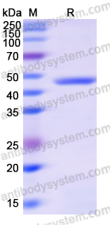 Recombinant Human CDC6 Protein, N-His