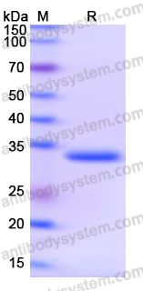 Recombinant Human ING2 Protein, N-GST & C-His