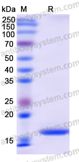 Recombinant Human ING4 Protein, N-His