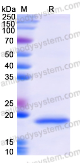 Recombinant Human MLPH Protein, N-His